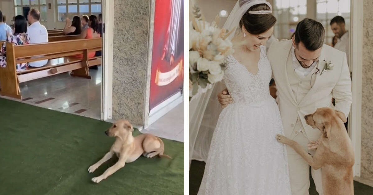 Cachorro de rua invadiu casamento e acabou sendo adotado por noivos