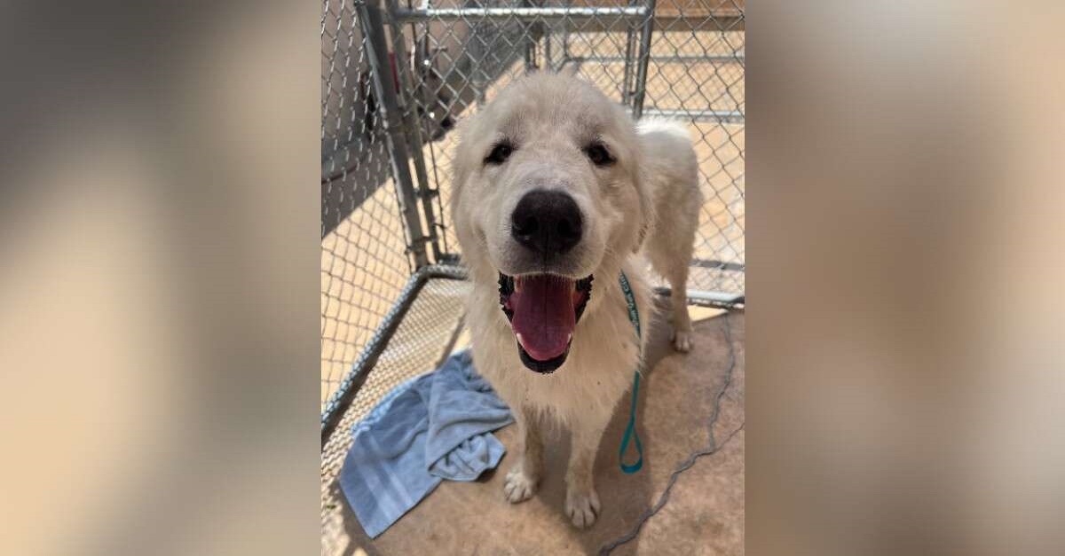 Cachorro abandonado amarrado em uma cerca não consegue parar de sorrir depois de ser encontrado