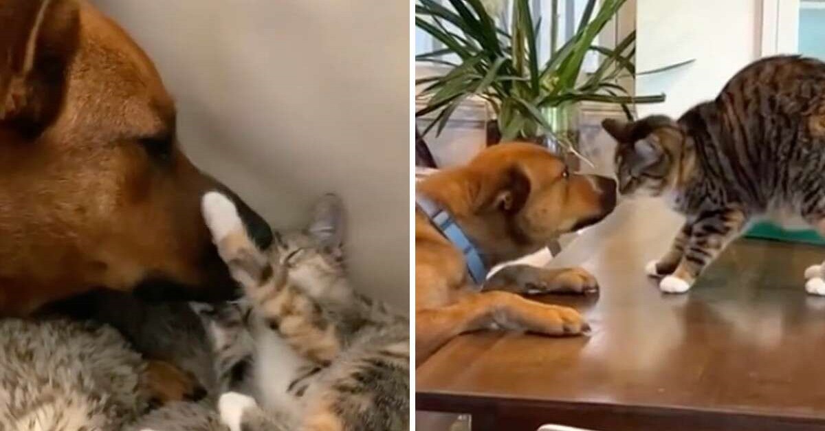 O reencontro mais doce entre cão e gato após um ano separados