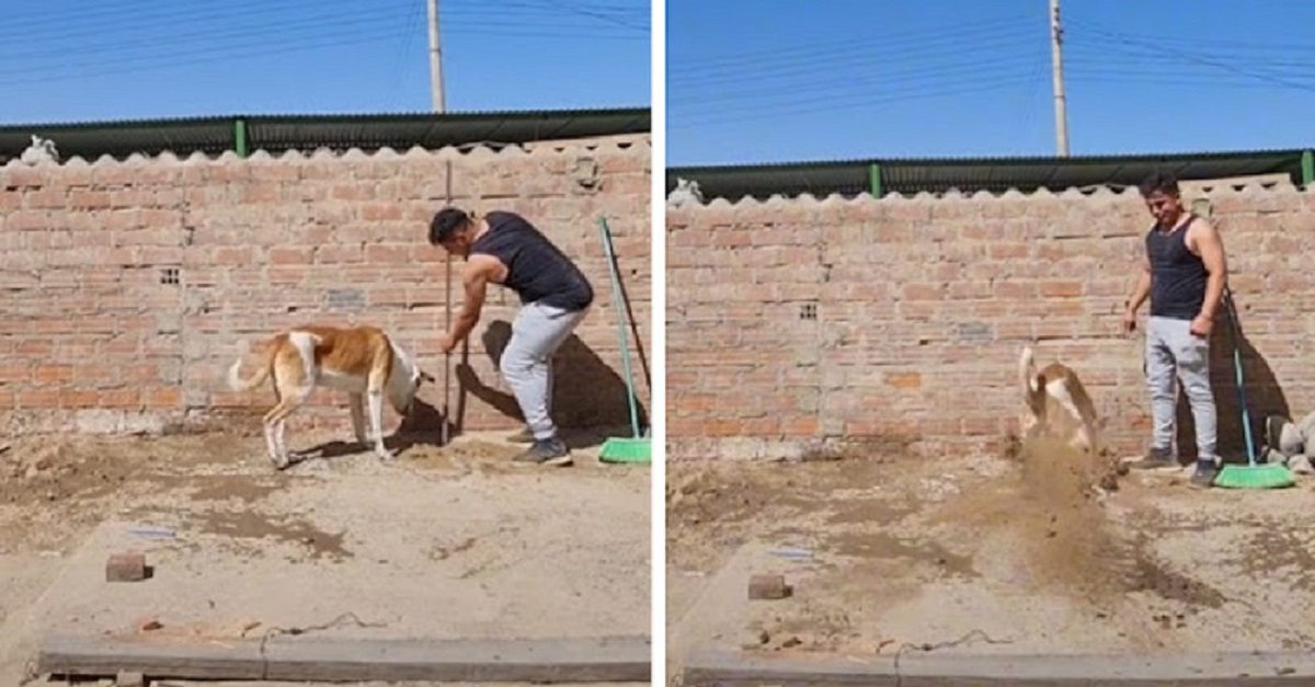 Cão ficou famoso ao ser filmado ajudando seu dono a trabalhar