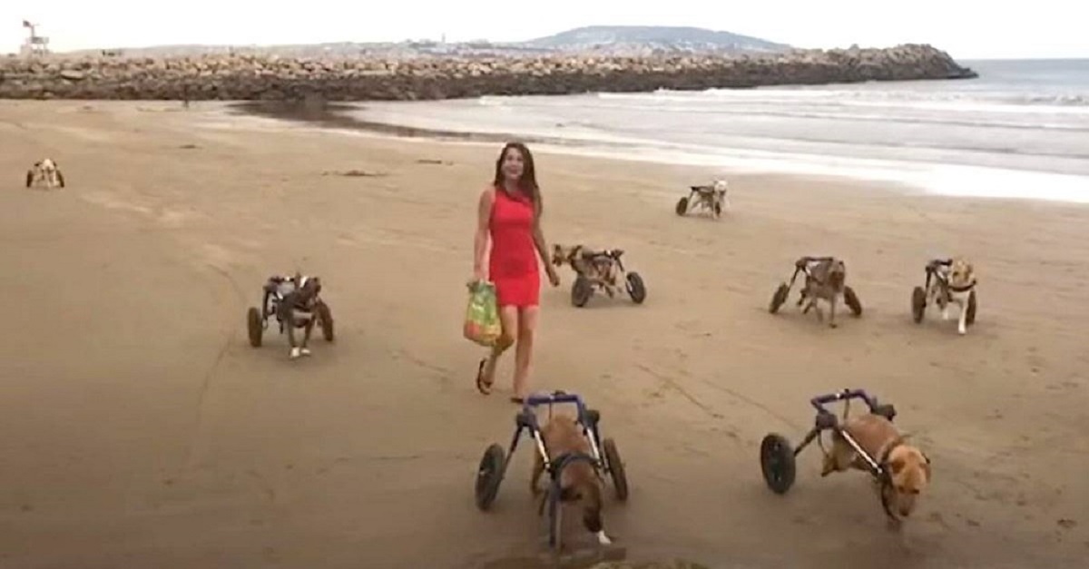 Graças a infinita bondade de uma mulher, 18 cachorros com deficiência conhecem a praia