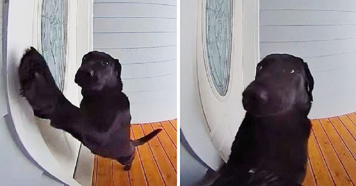 Câmera gravou cachorro tocando desesperadamente a campainha depois de se cansar de brincar do lado de fora