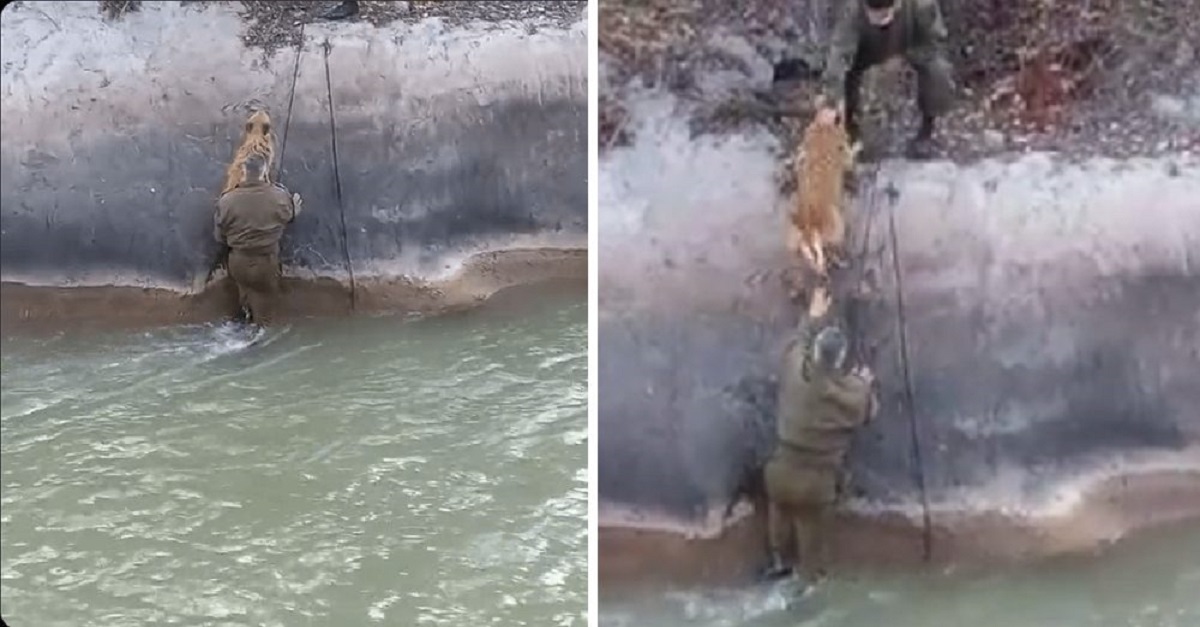 Policiais salvam cachorrinho que acabou caindo em um canal