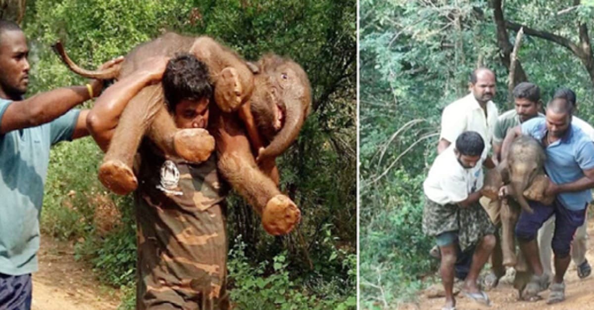 Homem salvou e carregou um elefante bebê de 100 kg em seus ombros pela floresta